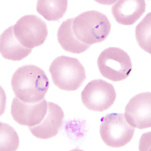 Case350_H.jpg