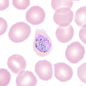 Case350_I.jpg