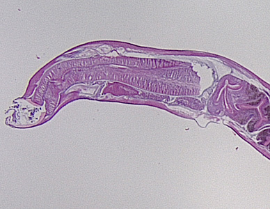 Case355_A.jpg