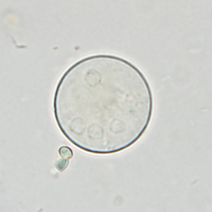 Case361_C.jpg