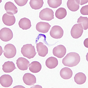 Case362_A.jpg