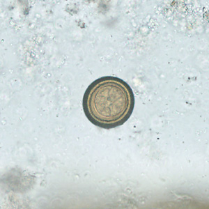 Case388_D.jpg