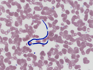 Case390_C.jpg