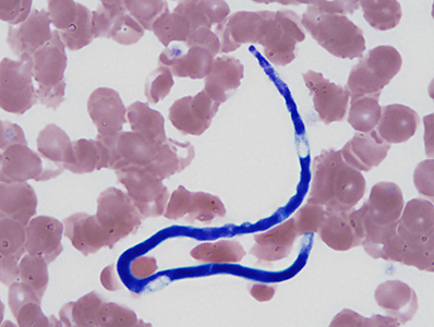 Case390_D.jpg