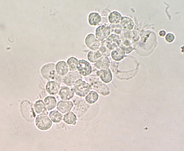 Case396_A.jpg