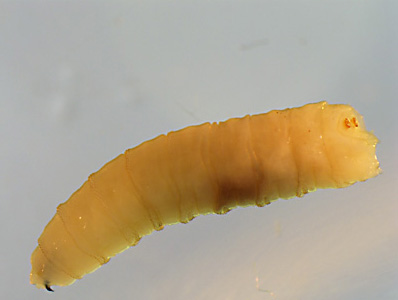 Case397_C.jpg