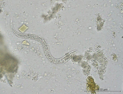Case421_A.jpg