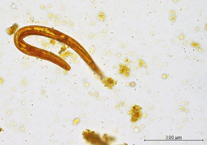Case421_C.jpg