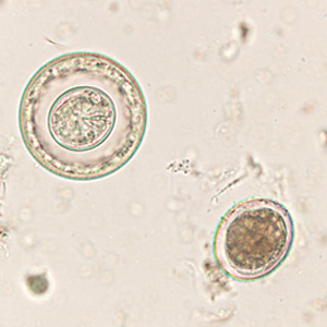 Case425_C.jpg
