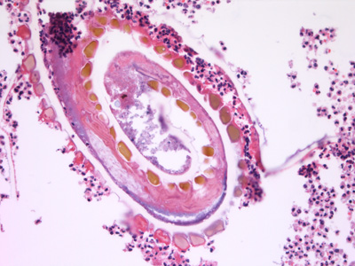 Case432_C.jpg