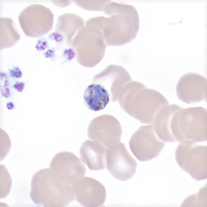 Case443_C Case 443