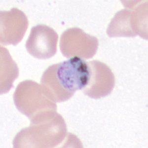 Case443_J Case 443