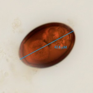 Case482_C Parasitic Image