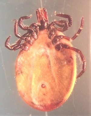 Case490_B Figure B