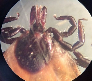 Case490_C Figure C