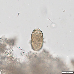 Case492_C Figure C