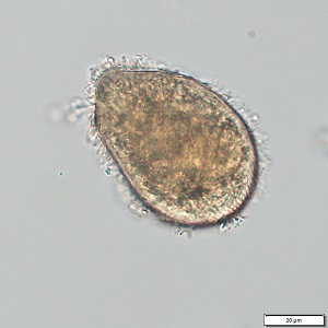 Case496_B Figure B