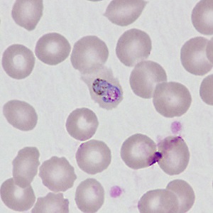 Case499_C Figure C