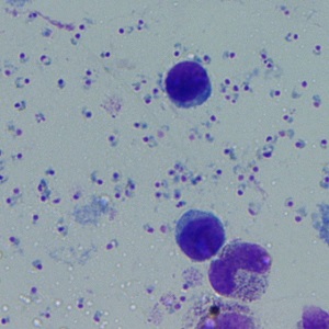 Case_507_B Figure B