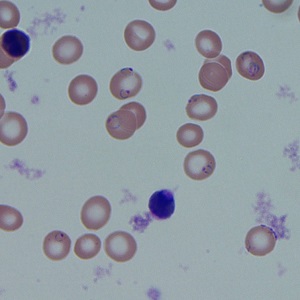 Case_507_C Figure C