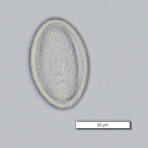 Case_509_C Figure C