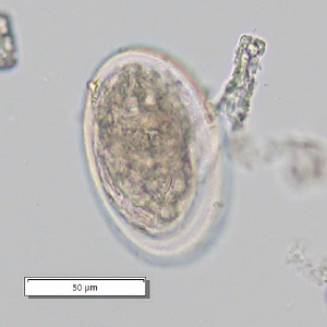 Case_510_B Figure B