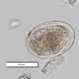 Case_510_C Figure C