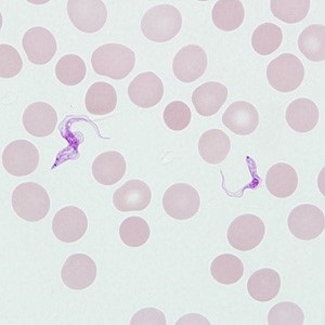 Case_514_B Figure B