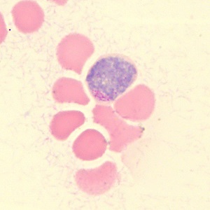 Case_515G Figure G