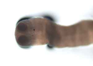 B1 Figure B