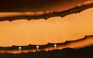 C1 Figure B