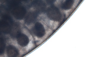 B1 Figure E