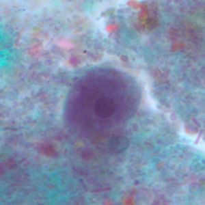 Epolecki_troph_tric3.jpg Figure D