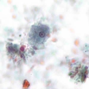 Ehartmanni_troph_tric_KS.jpg Figure A