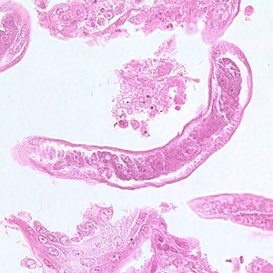 C_philippinensis_tissue6.jpg