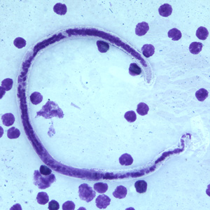B_timori_Giemsa_500x_BAM4.jpg