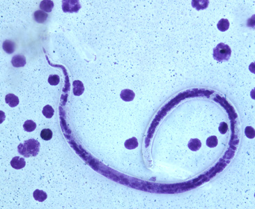 B_timori_Giemsa_500x_BAM6.jpg