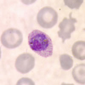 Po_gametocyte_thinA.jpg