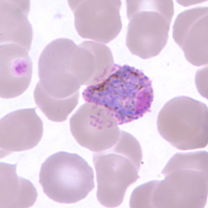 Po_gametocyte_thinD.jpg