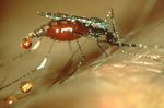 Agambiae Female Anopheles dirus feeding