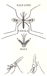 anopheles_adult_graph_200w Anopheles Adults