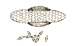 anopheles_egg_graph_150w Anopheles Egg