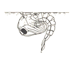 anopheles_pupa_graph_150w Anopheles Pupa