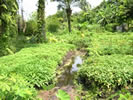 gambiae_larval_habitat_1_100h gambiae_larval_habitat