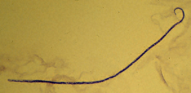 M_streptocerca_2x2.jpg