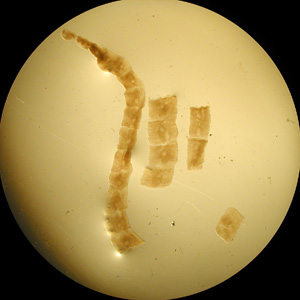 Mesocestoides_dog_AZPHL_A.jpg