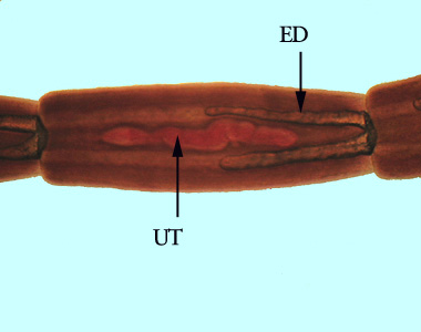 Mesocestoides_proglottid_BAM1.jpg Figure C