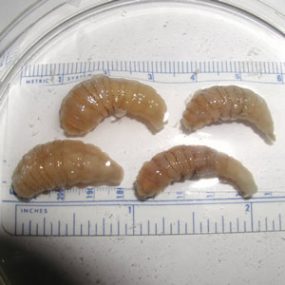 D_hominis_habitus_A.jpg Figure A
