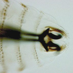 O_ovis_anterior_NZ.jpg Figure B