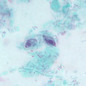Phominis_BAM10.jpg Figure D